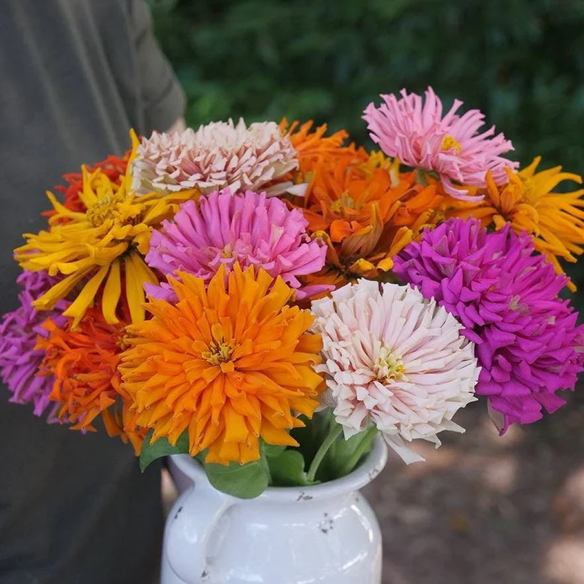 Zinnia cactus Mix (زینیا کیکٹس) 20 Seeds - Image 2